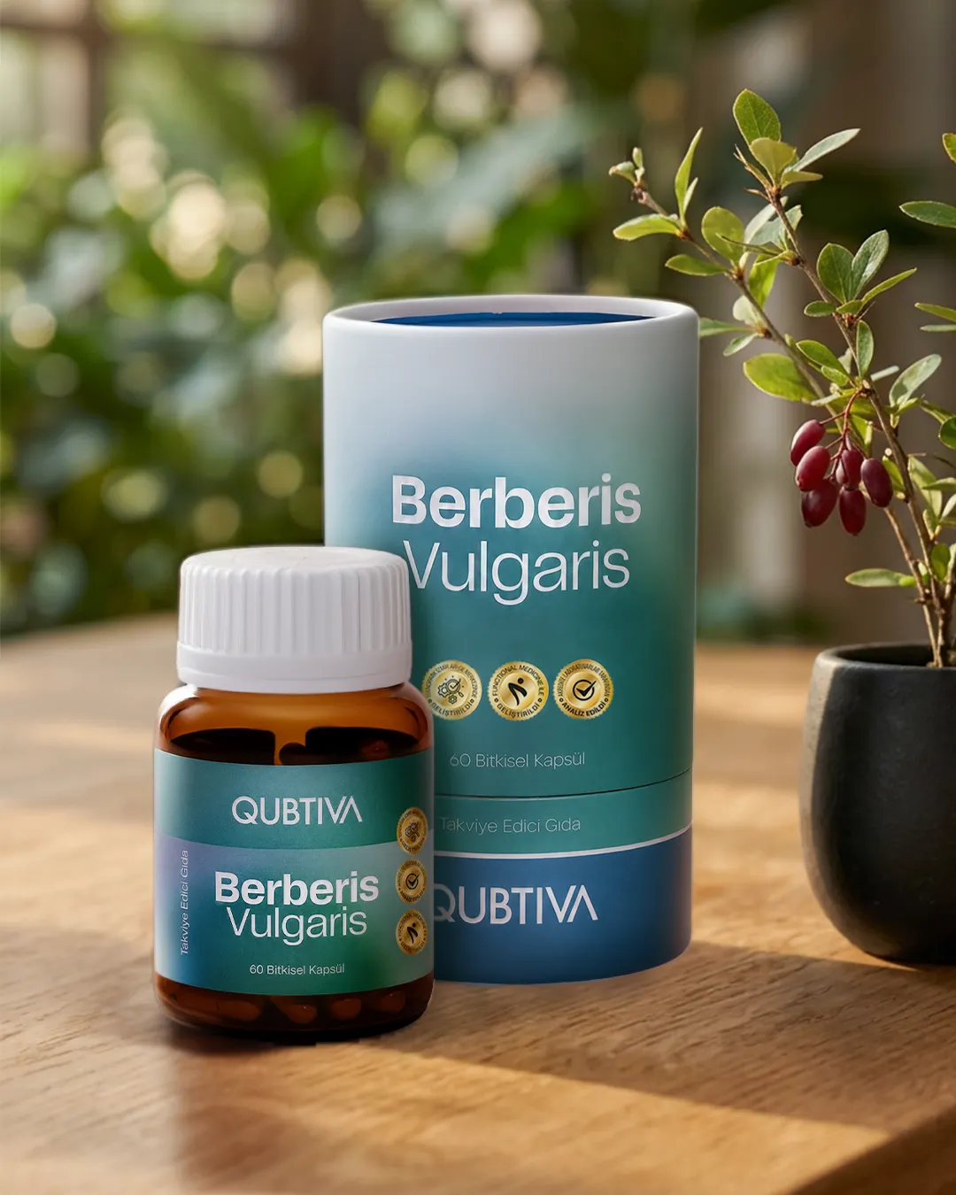 berberis vulgaris